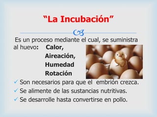 
Es un proceso mediante el cual, se suministra
al huevo: Calor,
Aireación,
Humedad
Rotación
 Son necesarios para que el embrión crezca.
 Se alimente de las sustancias nutritivas.
 Se desarrolle hasta convertirse en pollo.
“La Incubación”
 
