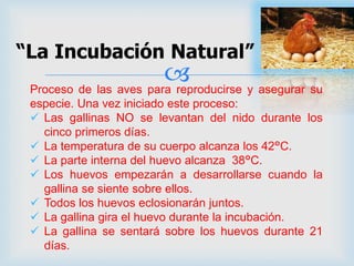 Proceso de las aves para reproducirse y asegurar su
especie. Una vez iniciado este proceso:
 Las gallinas NO se levantan del nido durante los
cinco primeros días.
 La temperatura de su cuerpo alcanza los 42°C.
 La parte interna del huevo alcanza 38°C.
 Los huevos empezarán a desarrollarse cuando la
gallina se siente sobre ellos.
 Todos los huevos eclosionarán juntos.
 La gallina gira el huevo durante la incubación.
 La gallina se sentará sobre los huevos durante 21
días.
“La Incubación Natural”
 