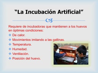 
Requiere de incubadoras que mantienen a los huevos
en óptimas condiciones:
 De calor.
 Movimientos imitando a las gallinas.
 Temperatura.
 Humedad.
 Ventilación.
 Posición del huevo.
“La Incubación Artificial”
 