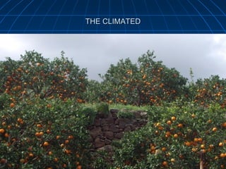 THE CLIMATED


   Municipio de Santa Lucía.
   El Ingenio, Rosiana, Los Morisco
    y Hoya de la Cebada.
   Cotas 590 – 720.
   5.000 árboles.
   Plantaciones antiguas y nuevas.
   Cultivo de regadío, secano
    y de orillas.
   Media - alta productividad.
   Aceituna autóctona y Picual.
 
