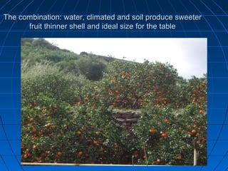 The combination: water, climated and soil produce sweeter
      fruit thinner shell and ideal size for the table
 