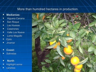 More than humdred hectares in production.
   Medianias:
    Higuera Canaria
    San Roque
    Las Huesas
    Caserones
    Valle Los Nueve
    Lomo Magullo
   Ejido
   Jinamar

   Coast:
   Salinetas

   North
   Highlight some
   varieties
 