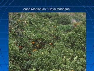 Zona Medianías “ Hoya Manrique”
 