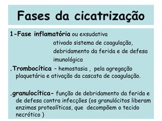 Fases da cicatrização 1-Fase inflamatória  ou exsudativa ativado sistema de coagulação, debridamento da ferida e de defesa imunológica .Trombocítica  – hemostasia ,  pela agregação plaquetária e ativação da cascata de coagulação. .granulocítica-  função de debridamento da ferida e de defesa contra infecções (os granulócitos liberam enzimas proteolíticas, que  decompõem o tecido necrótico ) 