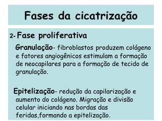 Fases da cicatrização 2-  Fase proliferativa Granulação - fibroblastos   produzem colágeno e fatores angiogênicos estimulam a formação de neocapilares para a formação de tecido de granulação. Epitelização - redução da capilarização e aumento do colágeno. Migração e divisão celular iniciando nas bordas das feridas,formando a epitelização . 