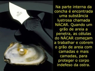 Na parte interna da concha é encontrada uma substância lustrosa chamada NÁCAR. Quando um grão de areia a penetra, as células do NÁCAR começam a trabalhar e cobrem o grão de areia com camadas e mais camadas, para proteger o corpo indefeso da ostra. 