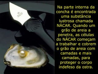 Na parte interna da
concha é encontrada
uma substância
lustrosa chamada
NÁCAR. Quando um
grão de areia a
penetra, as células
do NÁCAR começam
a trabalhar e cobrem
o grão de areia com
camadas e mais
camadas, para
proteger o corpo
indefeso da ostra.
 