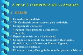 A PELE É COMPOSTA DE 3 CAMADAS: Camada intermediária Tb. Conhecida como  cório  ou pele verdadeira Composta de 2 estratos: 2 - DERME Papilar (mais próximo a epiderme) reticular Espessura (varia com a localização) Compõe-se de céls. de tec. Conjuntivo (histiócitos, fibroblastos, mastócitos e as fibras colágenas,  reticulares e elásticas) Fibras nervosas, pêlos, glândulas sudoríparas e sebáceas 