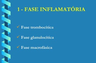 1 - FASE INFLAMATÓRIA Fase trombocítica Fase glanulocítica Fase macrofásica 