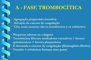 A - FASE TROMBOCÍTICA Agregação plaquetária (trombo) Ativação da cascata de coagulação Céls. mais atuantes são os trombócitos e os eritrócitos Plaquetas aderem ao colágeno Trombócitos liberam mediadores vasoativos + fatores  quimiotáticos + fatores plaquetários É detonada a cascata da coagulação (fibrinogênio-fibrina) Trombo + eritrócitos formam uma ponte 