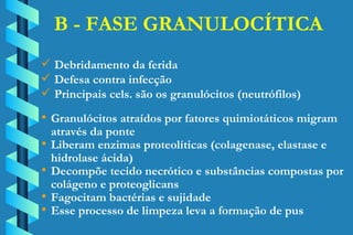 B - FASE GRANULOCÍTICA Debridamento da ferida Defesa contra infecção Principais cels. são os granulócitos (neutrófilos) Granulócitos atraídos por fatores quimiotáticos migram através da ponte Liberam enzimas proteolíticas (colagenase, elastase e  hidrolase ácida) Decompõe tecido necrótico e substâncias compostas por  colágeno e proteoglicans Fagocitam bactérias e sujidade Esse processo de limpeza leva a formação de pus 