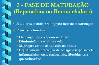 3 - FASE DE MATURAÇÃO (Reparadora ou Remodeladora) É a última e mais prolongada fase de cicatrização Principais funções: Deposição de colágeno na ferida Diminuição da capilarização Migração e mitose das células basais Equilíbrio da produção de colagenase pelas céls. inflamatórias, céls. endoteliais, fibroblastos e  queratinócitos 