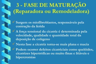 3 - FASE DE MATURAÇÃO (Reparadora ou Remodeladora) Surgem os miofibroblastos, responsáveis pela  contração da ferida A força tensional da cicatriz é determinada pela  velocidade, qualidade e quantidade total da  deposição de colágeno Nesta fase a cicatriz torna-se mais plana e macia Podem ocorrer defeitos cicatriciais como quelóides,  cicatrizes hipertróficas ou muito finas e friáveis e  hipercromias 