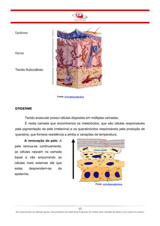 Epiderme

Derme

Tecido Subcutâneo

Fonte: www.theses.ulaval.ca

EPIDERME
Tecido avascular possui células dispostas em múltiplas camadas.
É nesta camada que encontramos os melanócitos, que são células responsáveis
pela pigmentação da pele (melanina) e os queratinócitos responsáveis pela produção de
queratina, que fornece resistência a atritos e variações de temperatura.
A renovação da pele: A
pele renova-se continuamente,
as células nascem na camada
basal e vão empurrando as
células mais externas até que
estas

desprendem-se

da

epiderme.
Fonte: www.theses.ulaval.ca

13
Este material deve ser utilizado apenas como parâmetro de estudo deste Programa. Os créditos deste conteúdo são dados a seus respectivos autores

 