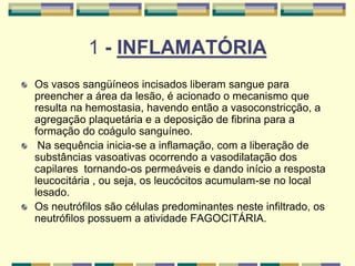 1 - INFLAMATÓRIA
Os vasos sangüíneos incisados liberam sangue para
preencher a área da lesão, é acionado o mecanismo que
resulta na hemostasia, havendo então a vasoconstricção, a
agregação plaquetária e a deposição de fibrina para a
formação do coágulo sanguíneo.
Na sequência inicia-se a inflamação, com a liberação de
substâncias vasoativas ocorrendo a vasodilatação dos
capilares tornando-os permeáveis e dando início a resposta
leucocitária , ou seja, os leucócitos acumulam-se no local
lesado.
Os neutrófilos são células predominantes neste infiltrado, os
neutrófilos possuem a atividade FAGOCITÁRIA.
 