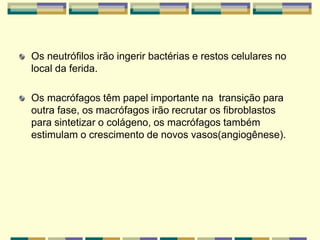 Os neutrófilos irão ingerir bactérias e restos celulares no
local da ferida.
Os macrófagos têm papel importante na transição para
outra fase, os macrófagos irão recrutar os fibroblastos
para sintetizar o colágeno, os macrófagos também
estimulam o crescimento de novos vasos(angiogênese).
 