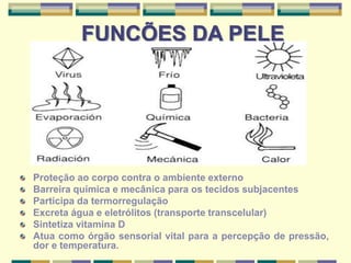 FUNÇÕES DA PELE
Proteção ao corpo contra o ambiente externo
Barreira química e mecânica para os tecidos subjacentes
Participa da termorregulação
Excreta água e eletrólitos (transporte transcelular)
Sintetiza vitamina D
Atua como órgão sensorial vital para a percepção de pressão,
dor e temperatura.
 