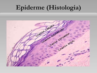 Epiderme (Histologia)
 