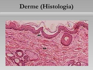 Derme (Histologia)
 