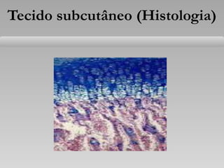 Tecido subcutâneo (Histologia)
 