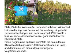 Pfalz, Südliche Weinstraße: nahe dem schönen Winzerdorf
Leinsweiler liegt das Feriendorf Sonnenberg, eingebettet
zwischen Rebhängen und dem Naturpark Pfälzerwald -
kurz vor der elsässischen Grenze, ganz im Süden von
Rheinland-Pfalz.
Diese Region um Landau in der Pfalz hat das mildeste
Klima Deutschlands und 1800 Sonnenstunden im Jahr -
und damit eine um einen Monat verlängerte
Vegetationsperiode.
 
