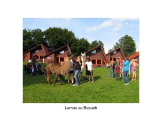 Lamas zu Besuch
 
