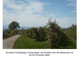 Ein klarer Frühlingstag in Immenstaad, mit Fernblick über den Bodensee und
auf die Schweizer Alpen
 