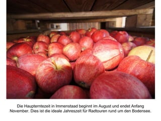 Die Haupterntezeit in Immenstaad beginnt im August und endet Anfang
November. Dies ist die ideale Jahreszeit für Radtouren rund um den Bodensee.
 