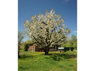 Immenstaad-Tipps
● Wandertouren direkt in Immenstadt - rund um See, Wald, Obst
und Reben
● E-Bike ist in Immenstaad gut organisiert. Sie können Ihr E-
Bike leihen und Touren aller Grade online planen.
● Die Weiße Flotte fährt alle Bodensee-Häfen an, fahren Sie z.B.
zur Insel Mainau oder nach Lindau. Während der Bregenzer
Festspiele wohnen Sie günstig in Immenstaad und fahren per
Schiff zu den Aufführungen. Alles zur Bodensee- Schifffahrt
unter bsb-online.com.
● Die Fähren von Meersburg nach Konstanz verkehren jetzt in
“verdichtetem Fahrplan” - alle 12 Minuten, Dauer nur 15 Min.
● Zum Thema “Weinregion Bodensee” gibt es ein originelles und
amüsantes YouTube-Video: Flaschenpost.
 