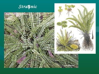Strașnic
 