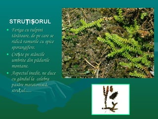 • Feriga cu tulpiniFeriga cu tulpini
ttâârrââtoare, detoare, de pe care sepe care se
ridicridicăă ramurile cu spiceramurile cu spice
sporangifere.sporangifere.
• CreCreșște pe stte pe stââncilencile
umbrite din pumbrite din păăduriledurile
montane.montane.
• Aspectul inedit, ne duceAspectul inedit, ne duce
cu gcu gâândul la celebrandul la celebra
paspasăăre maratonistre maratonistăă,,
strustruțțul......ul......
STRU IȚ ȘORUL
 
