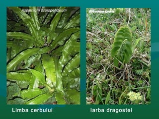 Limba cerbului Iarba dragostei
 