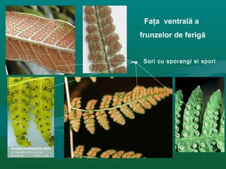 Faţa ventrală a
frunzelor de ferigă
Sori cu sporangi si spori
 