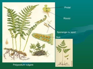 Protal
Rizoizi
Sporange cu spori
Sori
Polypodium vulgare
 