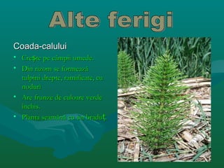 Coada-caluluiCoada-calului
• CreCreșște pe cte pe cââmpii umede.mpii umede.
• Din rizom se formeazDin rizom se formeazăă
tulpini drepte, ramificate, cutulpini drepte, ramificate, cu
nodurinoduri
• Are frunze de culoare verdeAre frunze de culoare verde
îînchis.nchis.
• Planta seamPlanta seamăănnăă cu un braducu un braduțț..
 