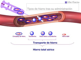 Complejo de hierro   Transferrina  Unión hierro a transferrina hierro lábil Hierro total sérico Transporte de hierro Tipos de hierro tras su administración 