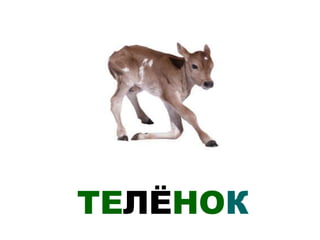 ТЕЛЁНОК
 