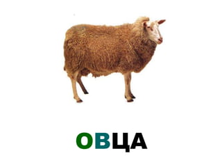 ОВЦА
 