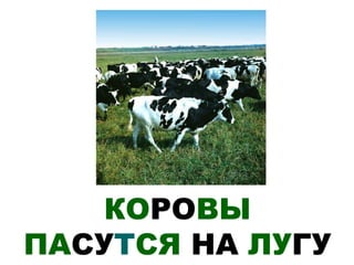 КОРОВЫ
ПАСУТСЯ НА ЛУГУ
 