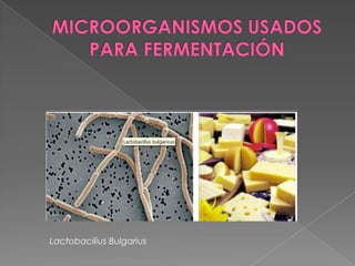MICROORGANISMOS USADOS PARA FERMENTACIÓN LactobaciliusBulgarius 
