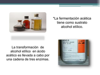 *La fermentación acética 
tiene como sustrato 
alcohol etílico. 
La transformación de 
alcohol etílico en ácido 
acético es llevada a cabo por 
una cadena de tres enzimas. 
 