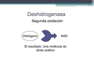 Deshidrogenasa 
Segunda oxidación 
Hidrógeno NAD 
El resultado: Una molécula de 
ácido acético 
 