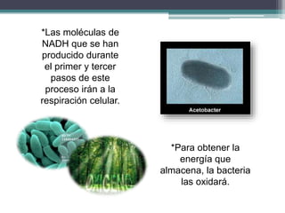 *Las moléculas de 
NADH que se han 
producido durante 
el primer y tercer 
pasos de este 
proceso irán a la 
respiración celular. 
*Para obtener la 
energía que 
almacena, la bacteria 
las oxidará. 
