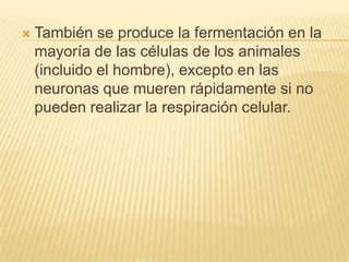 También se produce la fermentación en la mayoría de las células de los animales (incluido el hombre), excepto en las neuronas que mueren rápidamente si no pueden realizar la respiración celular.
