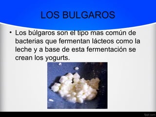 LOS BULGAROS
• Los búlgaros son el tipo mas común de
bacterias que fermentan lácteos como la
leche y a base de esta fermentación se
crean los yogurts.
 