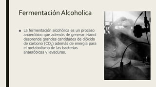 FermentaciónAlcoholica
■ La fermentación alcohólica es un proceso
anaeróbico que además de generar etanol
desprende grandes cantidades de dióxido
de carbono (CO2) además de energía para
el metabolismo de las bacterias
anaeróbicas y levaduras.
 