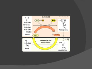 Fermentacion 17 18 19