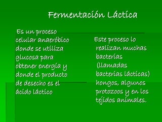 Fermentación Láctica
Es un proceso
celular anaeróbico
donde se utiliza
glucosa para
obtener energía y
donde el producto
de desecho es el
ácido láctico
Este proceso lo
realizan muchas
bacterias
(llamadas
bacterias lácticas)
hongos, algunos
protozoos y en los
tejidos animales.
 
