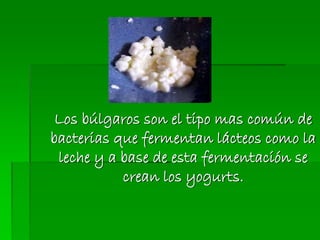 Los búlgaros son el tipo mas común de
bacterias que fermentan lácteos como la
leche y a base de esta fermentación se
crean los yogurts.
 
