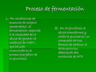Proceso de fermentación
1.- En condiciones de
ausencia de oxígeno
(anaerobias), la
fermentación responde
a la necesidad de la
célula de generar la
molécula de NAD+,
que ha sido
consumida en el
proceso energético de
la glucolisis.
2.- En la glucólisis la
célula transforma y
oxida la glucosa en un
compuesto de tres
átomos de carbono, el
ácido pirúvico,
obteniendo dos
moléculas de ATP
 